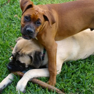 Elvis' hot playdate.