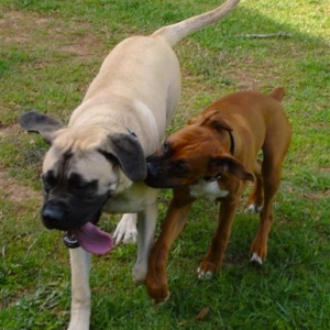 Elvis with mastiff gal pal (also a puppy- but 100 lbs!).