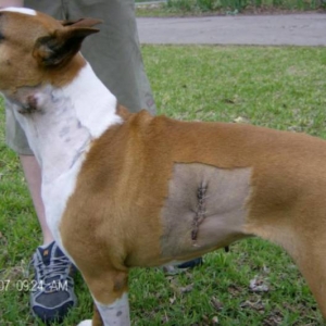 my poor baby's biopsy