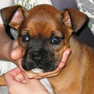 Lola, 6 wks