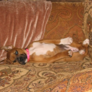chair, 8 wks