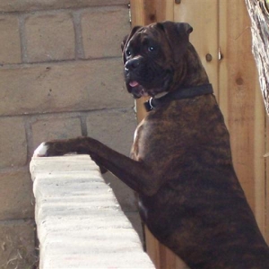 Syd - 13 Month's Old