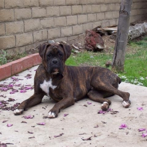 Syd - 13 Month's Old