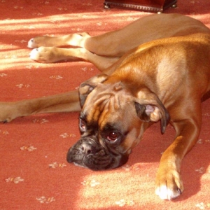 Ruby relaxing in the sun