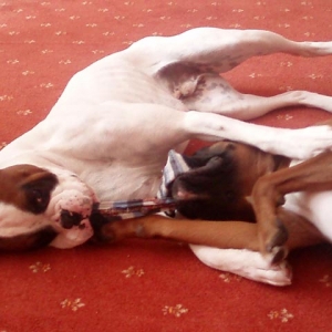 Luka and Ruby play fighting