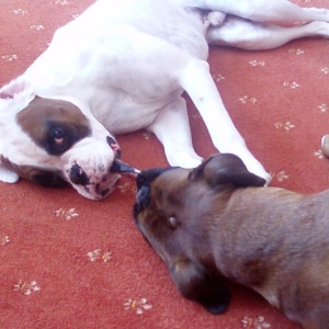 Play fighting over a sock
