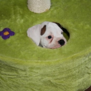 Playing in the cat's toy