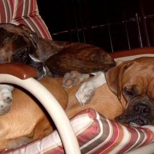 Boxer Pile