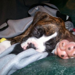 Roxy pup