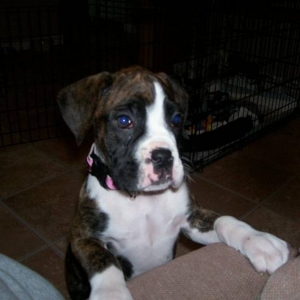 Roxy