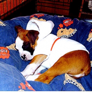 Kaiser asleep in his  England Hoodie
