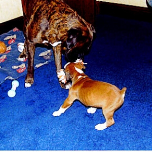 Kaiser playing tug with big sis Saffron