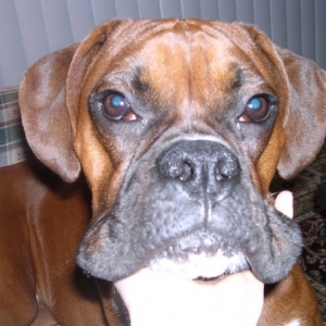 smushy face