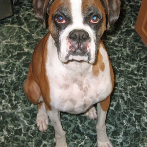 Hercules