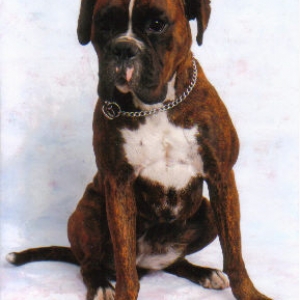 Koda's Portrait