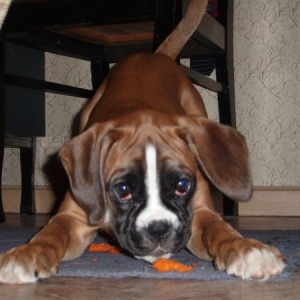Bri-Bri playing with a carrot