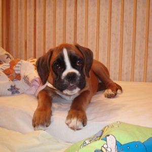 Bri-Bri - 10 weeks old girl