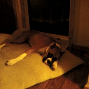 Brand the watch dog