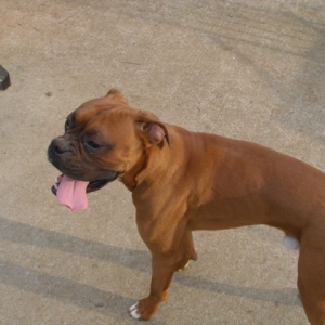 Xander