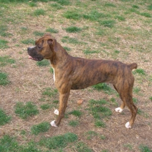 Bailey