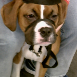 Puppy class graduate!