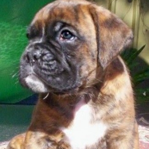 Rasmus 5 wks old