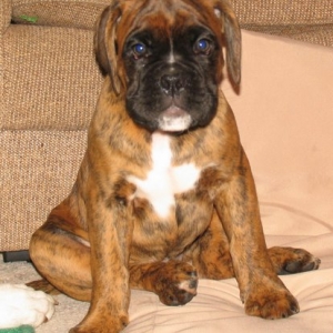 Rasmus 8wks old