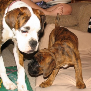 Rasmus 8wks old