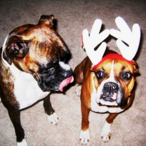 Christmas Card