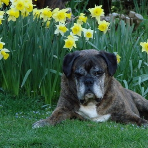 Daffodils