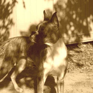 Morning Sun