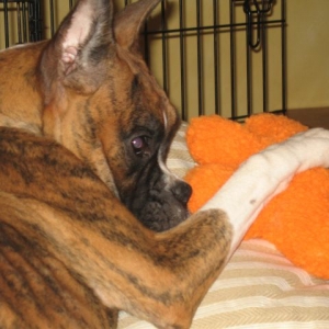 Disco's Toy