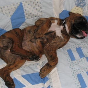 Rasmus 8wks old - worn out!