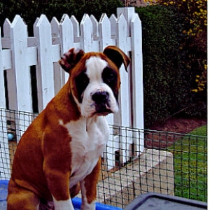 Hansome Brute