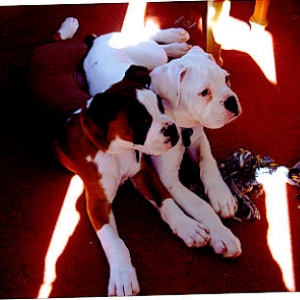 Kaiser & Brother Lennox