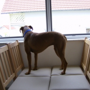 Daisy looking out window