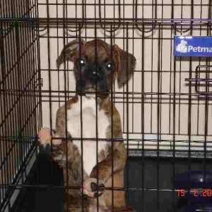 Crate Training