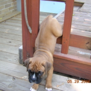 Baby Lily
