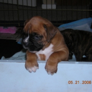 Baby Lily