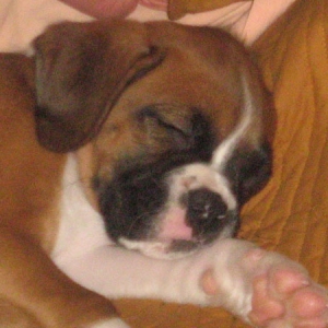Ginger asleep