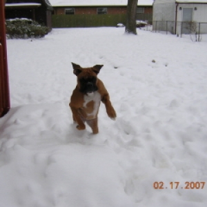 Lily in the snow