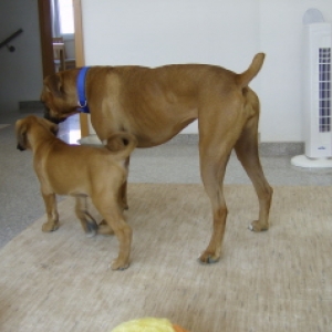 Daisy and Turk