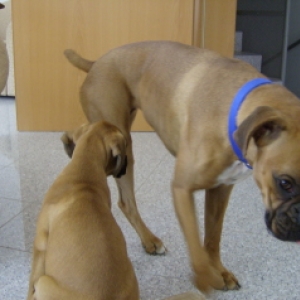 Daisy and Turk