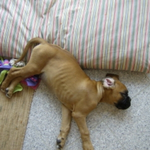 Turk 10wks