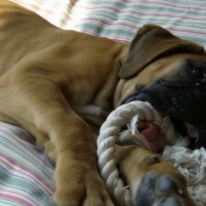 Turk 10wks