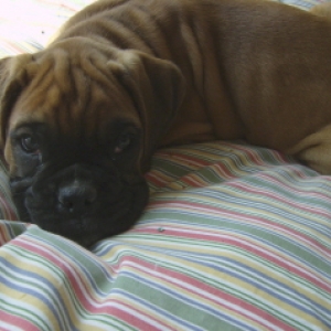 Turk 10wks