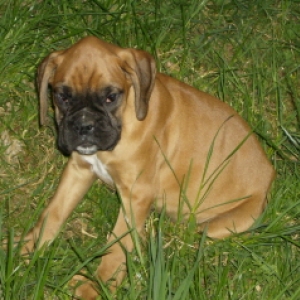 Turk 10wks