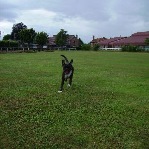 look_at_my_ears