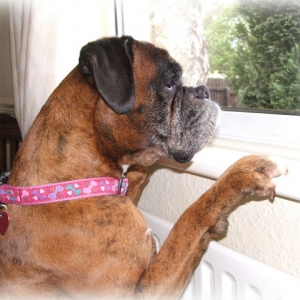 Saska looking out the window