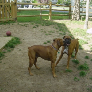 Cairo_s_BUddy